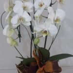 BH Flores - Arranjo com duas Orquídeas Phalaenopsis