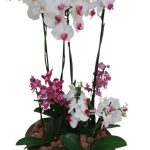 BH Flores - Elegante Arranjo de Orquídeas e Mini Orquídeas no cachepot