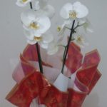 BH Flores - Orquídea Phalaenopsis (Várias Cores)