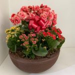BH Flores - Arranjo de Begônia com Kalanchoes