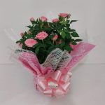 BH Flores - Vaso de Roseira