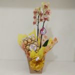 BH Flores - Orquídea Phalaenopsis com Ferrero Rocher 12 unidades
