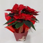 BH Flores - Vaso de Bico de Papagaio