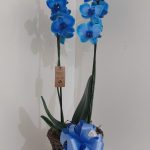 BH Flores - Orquídea Phalaenopsis Azul